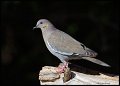 _3SB8392 white-winged dove;